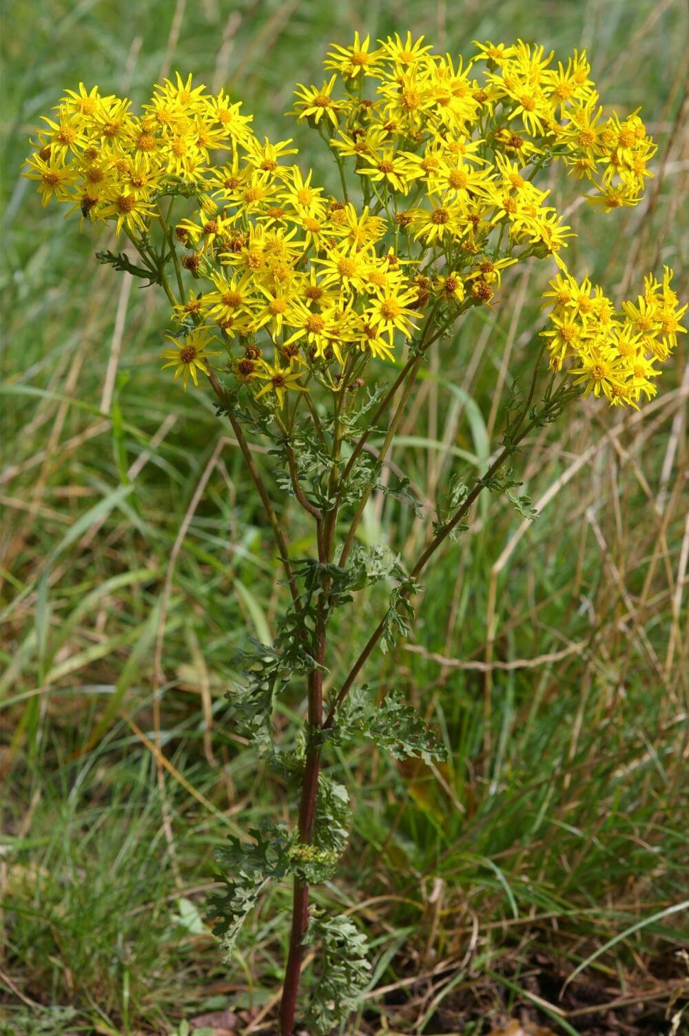 Ragwort Weed Plant Control And Removal WeedTec Ragwort Weed Plant Control And Removal WeedTec