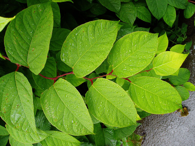 What Is Japanese Knotweed Identification UK - WeedTec