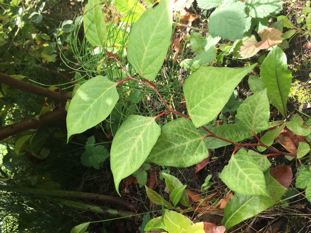 Japanese knotweed removal in Newhey