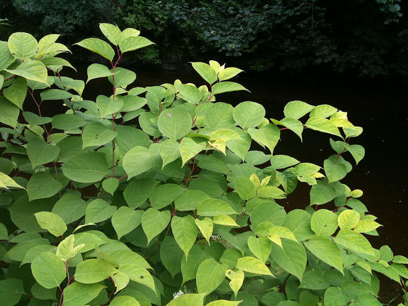 Gaa faces legal action over japanese knotweed at belfast’s casement park