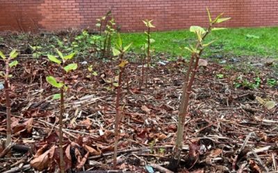 Knotweed growth in October